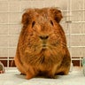 ありんこのプロフィール