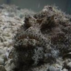 ひでのプロフィール