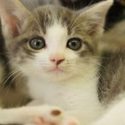 しょこらのおすすめのサムネイル
