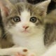 しょこらのおすすめのサムネイル