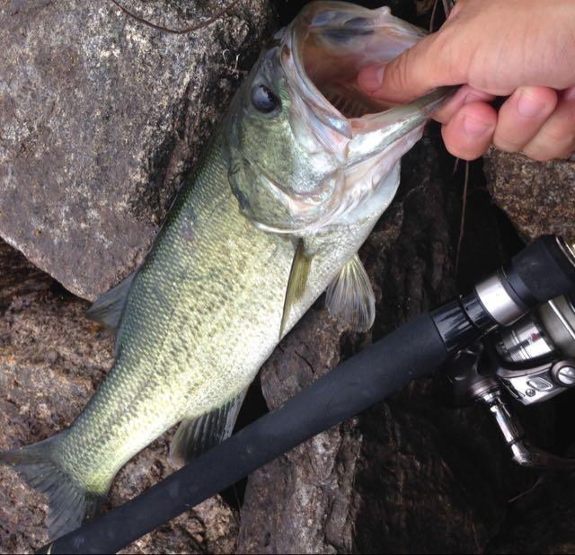 ワカサギ 青土ダム バス 魚 が釣れたら書いてみます