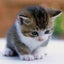 虹ぷしゅのサムネイル