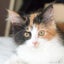 画像 猫ときどきシャンパーニュのユーザープロフィール画像
