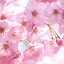さくら美香のサムネイル