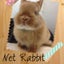 画像 うさぎ専門店   Net  Rabbit  Blogのユーザープロフィール画像
