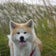 秋田犬とまとのお散歩日記☆