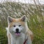 画像 秋田犬とまとのお散歩日記☆のユーザープロフィール画像