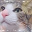 画像 ゆきの犬猫物語☆香川県から里親探しのユーザープロフィール画像