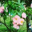 画像 お気楽ガーデナーの庭作り〜ワンランク上を目指してのユーザープロフィール画像