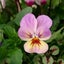 画像 Tommyの花で彩る季節のユーザープロフィール画像