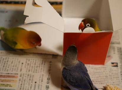こがねボタン