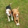 犬の訓練士(ドッグトレーナー)の日記（長崎県諫早市在住）出張専門