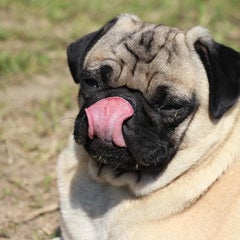 たたみのプロフィール