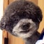 画像 加古川市のドッグサロンモフ｜のユーザープロフィール画像