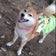 すずらん☆柴犬大好き〜☆