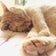 ねこの同居人ブログ