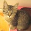 画像 ハープ猫♡小太郎の ゆるふわ日記のユーザープロフィール画像