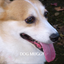 DOGMUGGYのサムネイル