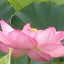 Lotusのサムネイル