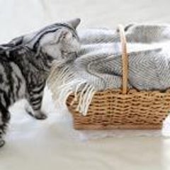 nyancoのプロフィール