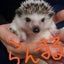 カロリーナのサムネイル