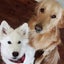 丸々（ゴールデンレトリバー 力丸 ＆ サモエド 楓）のサムネイル