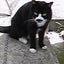 にゃんこのサムネイル