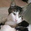 画像 オリーブと猫の日々の暮らしのユーザープロフィール画像