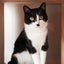 画像 猫マンガ　米子さんのユーザープロフィール画像