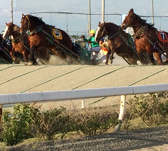 18年 注目の2歳馬名 南関編 地方競馬に行かなくちゃ