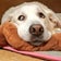 看板犬メイの“ごきげんよワﾝ”