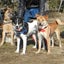 画像 保護犬のためのシェルター　　　　　　　NPO法人 わんずぺ～す  (動物愛護団体)のユーザープロフィール画像