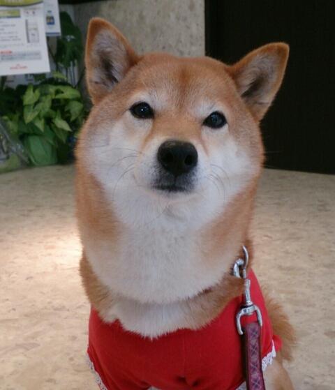 シツケと称した虐待 平々凡々柴犬ボン まいとボンの幸せ日記