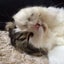 画像 まんまる猫とキリギリスのユーザープロフィール画像