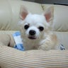 シニア犬の母ちゃんのプロフィール