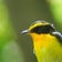 野鳥観察のための気になる知識