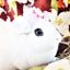 画像 白い恋兎のユーザープロフィール画像