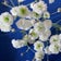 かすみ草の田舎暮らし（外房inいすみ）