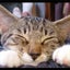ななこのサムネイル
