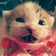 みこまんまの猫まんま♪