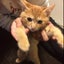 コノコのサムネイル