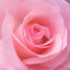 画像 ボニカのゴハンと薔薇とトレード日記のユーザープロフィール画像
