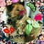 画像 虹組クッキーから派遣された暴れん坊犬カグラの探検のユーザープロフィール画像