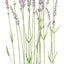 画像 色鉛筆で描く はじめての植物画のユーザープロフィール画像