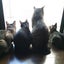 画像 黒猫は幸せを運んでくれるのユーザープロフィール画像