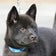 甲斐犬と古墳の里 堺もず で暮らす