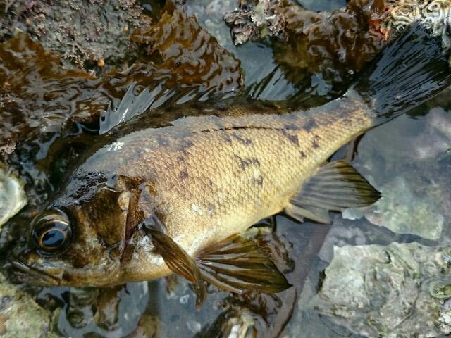 ブルーカレント 510な理由 ｄｏｎ ｐｏｐのｆｉｓｈｉｎｇ ｌｉｆｅ