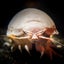 画像 沼津港深海水族館・シーラカンスミュージアム公式ブログのユーザープロフィール画像
