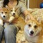 モモのママのサムネイル