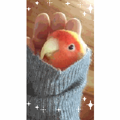 白文鳥強化合宿 裸族のブログ 白文鳥強化合宿 裸族のブログ